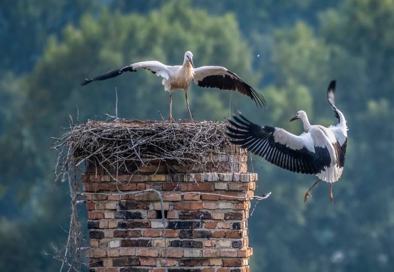 Expert Chimney Animal Removal in Santa Fe Springs, CA Professional Chimney Animal Removal Services in Santa Fe Springs, California