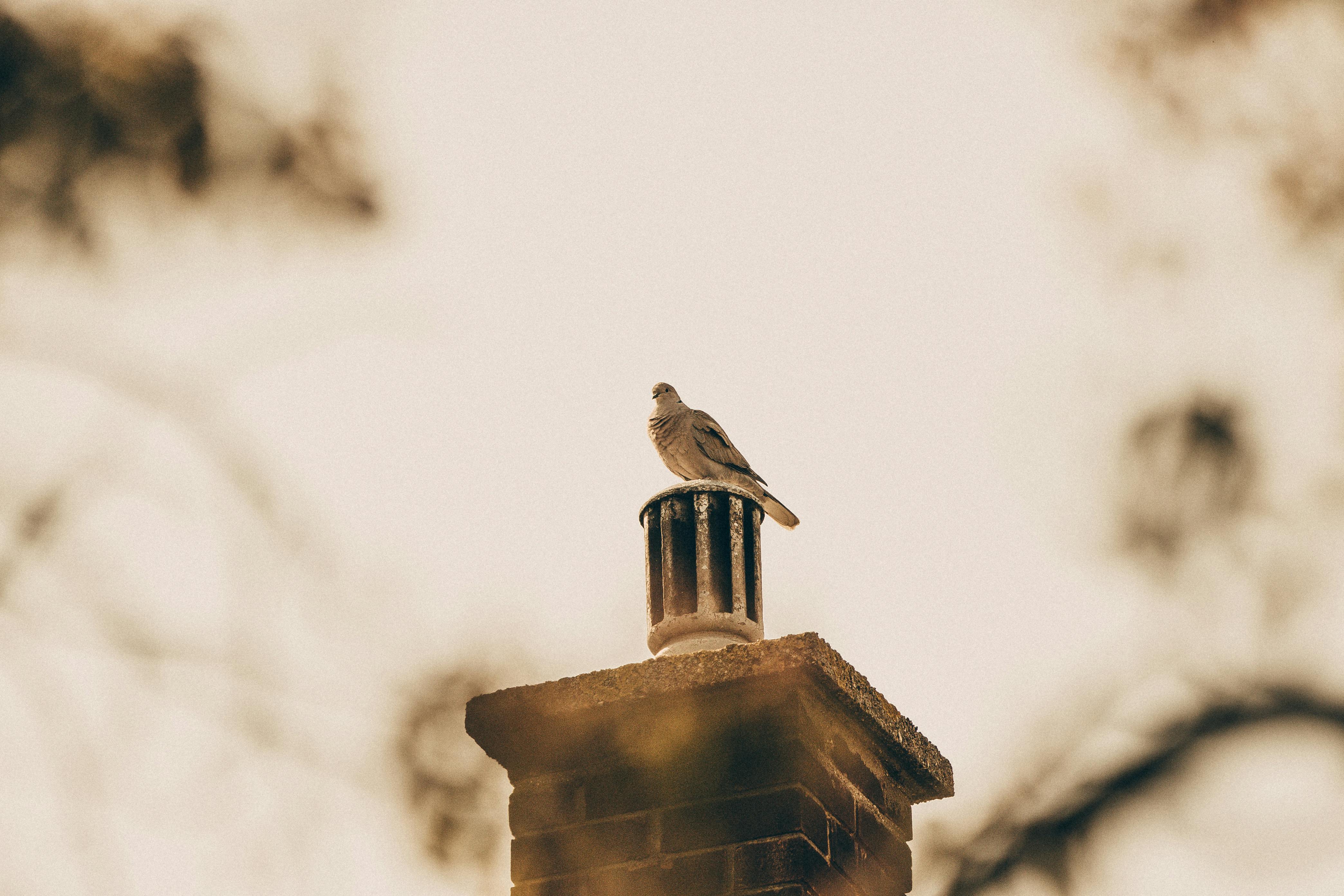 Professional Chimney Cap Installation Services in Santa Fe Springs, CA Expert Chimney Cap Installation in Santa Fe Springs, California